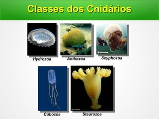 Hydrozoa Anthozoa Scyphozoa
Classes dos CnidáriosClasses dos Cnidários
Cubozoa Staurozoa
 