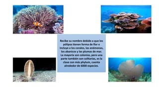 Recibe su nombre debido a que los
pólipos tienen forma de flor e
incluye a los corales, las anémonas,
los abanicos y las plumas de mar.
La mayoría son colonias, pero una
parte también son solitarias, es la
clase con más phylum, cuenta
alrededor de 6000 especies.
 