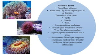 Anémonas de mar.
• Son pólipos solitarios.
• Miden entre 1.5 y 10 cm longitud por 1 a 5
de diámetro.
Tiene colores vivos como:
• Verde.
• Naranja.
• Rojo.
• O combinación de tonalidades
• Viven en aguas profundas os costeras .
• Viven fijas a las rocas, conchas.
• Algunas especies se entierran en lodo o
arena.
• Su cuerpo esta formado por una gruesa
columna que puede ser lisa o presentar
tubérculos, incluso protuberancias
tentaculoides.
 