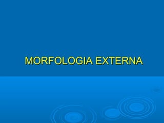MORFOLOGIA EXTERNA
 