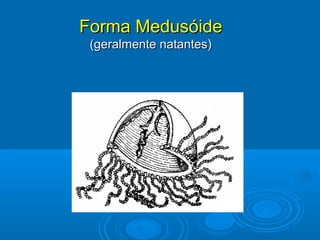 Forma Medusóide
 (geralmente natantes)
 