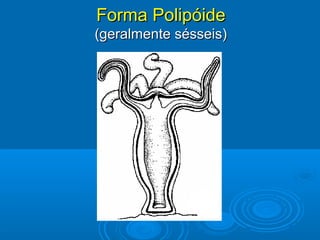 Forma Polipóide
(geralmente sésseis)
 