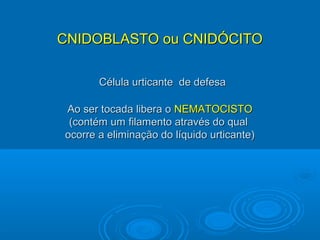 CNIDOBLASTO ou CNIDÓCITO

       Célula urticante de defesa

Ao ser tocada libera o NEMATOCISTO
 (contém um filamento através do qual
ocorre a eliminação do líquido urticante)
 