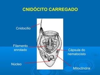 CNIDÓCITO CARREGADO



  Cnidocílio




 Filamento
 enrolado               Cápsula do
                        nematocisto


Núcleo
                           Mitocôndria
 