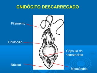 CNIDÓCITO DESCARREGADO


  Filamento




Cnidocílio

                      Cápsula do
                      nematocisto


 Núcleo
                         Mitocôndria
 