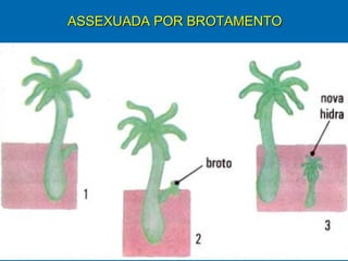 ASSEXUADA POR BROTAMENTO
 