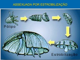 ASSEXUADA POR ESTROBILIZAÇÃO
 