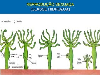 REPRODUÇÃO SEXUADA
 (CLASSE HIDROZOA)
 