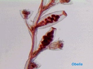 Obelia
 
