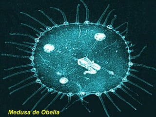 Medusa de Obelia
 