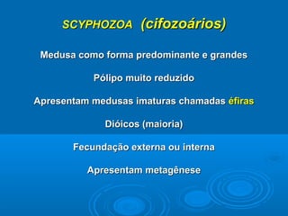 SCYPHOZOA      (cifozoários)

 Medusa como forma predominante e grandes

           Pólipo muito reduzido

Apresentam medusas imaturas chamadas éfiras

             Dióicos (maioria)

       Fecundação externa ou interna

          Apresentam metagênese
 