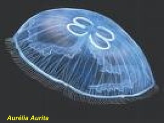 Aurélia Aurita
 