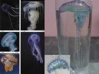 Cnidarios 1º ano