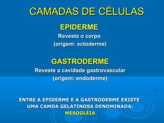 CAMADAS DE CÉLULAS
              EPIDERME
             Reveste o corpo
           (origem: ectoderme)


           GASTRODERME
     Reveste a cavidade gastrovascular
           (origem: endoderme)


ENTRE A EPIDERME E A GASTRODERME EXISTE
  UMA CAMDA GELATINOSA DENOMINADA:
               MESOGLÉIA
 