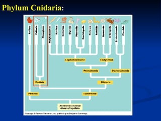 Phylum Cnidaria:
 
