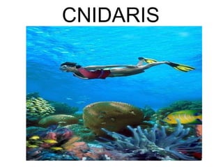 CNIDARIS 