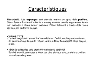 Característiques Descripció.  Les  esponges  són animals   marins del grup dels  porífers . Viuen fixes al fons marí adherits a les roques o als coralls. Algunes espècies són solitàries i altres formen colònies. Filtren l’aliment a través dels porus del seu cos en forma de sac. CURIOSITATS     Les esponges són les aspiradores del mar. De fet, un d'aquests animals,  de la mida d'una llauna de refresc, arriba a filtrar fins a 5.000 litres d'aigua  al dia. Eren ja utilitzades pels grecs com a higiene personal.  També les utilitzaven per a folrar per dins els seus cascos de bronze i les  armadures de guerra.  