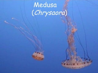 Medusa ( Chrysaora )  