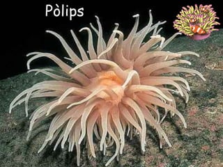 Pòlips 