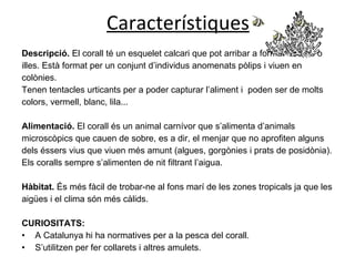 Característiques Descripció.  El corall té un esquelet calcari que pot arribar a formar esculls o illes. Està format per un conjunt d’individus anomenats pòlips i viuen en colònies. Tenen tentacles urticants per a poder capturar l’aliment i  poden ser de molts colors, vermell, blanc, lila...  Alimentació.  El corall és un animal carnívor que s’alimenta d’animals microscòpics que cauen de sobre, es a dir, el menjar que no aprofiten alguns dels éssers vius que viuen més amunt (algues, gorgònies i prats de posidònia). Els coralls sempre s’alimenten de nit filtrant l’aigua. Hàbitat.  És més fàcil de trobar-ne al fons marí de les zones tropicals ja que les aigües i el clima són més càlids. CURIOSITATS: A Catalunya hi ha normatives per a la pesca del corall. S’utilitzen per fer collarets i altres amulets.  