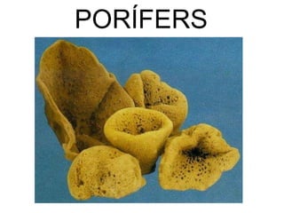 PORÍFERS 