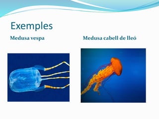 Exemples
Medusa vespa Medusa cabell de lleó
 