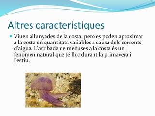 Altres caracteristiques
 Viuen allunyades de la costa, però es poden aproximar
a la costa en quantitats variables a causa dels corrents
d'aigua. L'arribada de meduses a la costa és un
fenomen natural que té lloc durant la primavera i
l'estiu.
 