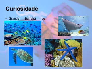 CuriosidadeGrande Barreira de Corais;