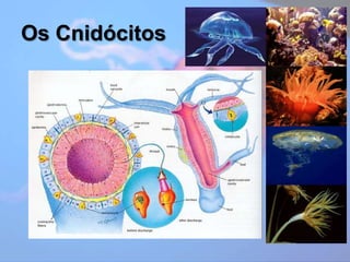 Os Cnidócitos