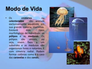 Modo de VidaOs cnidários ou celenterados são animais exclusivamente aquáticos, em sua grande maioria, marinhos. Existem dois tipos morfológicos de indivíduos: os pólipos e as medusas. Os pólipos são sésseis, ou seja, vivem fixos a um substrato e as medusas são organismos livres e natantes. E com simetria radial. Podem formar colônias como é o caso das caravelas e dos corais.