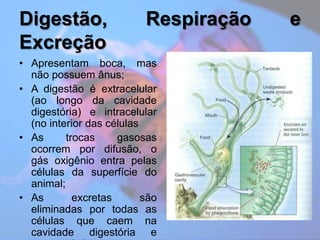 Digestão, Respiração e ExcreçãoApresentam boca, mas não possuem ânus;A digestão é extracelular (ao longo da cavidade digestória) e intracelular (no interior das célulasAs trocas gasosas ocorrem por difusão, o gás oxigênio entra pelas células da superfície do animal;As excretas são eliminadas por todas as células que caem na cavidade digestória e saem pela boca.