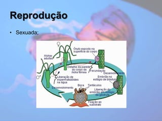 ReproduçãoSexuada;