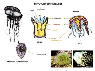 ESTRUTURA DOS CNIDÁRIOS

                                      TENTÁCULOS
                             BOCA
                                                                    MEDUSA



                                                       ECTODERME



                                                      ENDODERME



                                                    MESOGLÉIA




                                                   CAVIDADE
                                                   GASTROVASCULAR
                                      PÓLIPO
                                                                         BOCA




                                     NEMATOCISTO



CNIDÓCITOS OU CNIDOBLASTOS
 