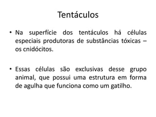 Tentáculos
• Na superfície dos tentáculos há células
  especiais produtoras de substâncias tóxicas –
  os cnidócitos.

• Essas células são exclusivas desse grupo
  animal, que possui uma estrutura em forma
  de agulha que funciona como um gatilho.
 