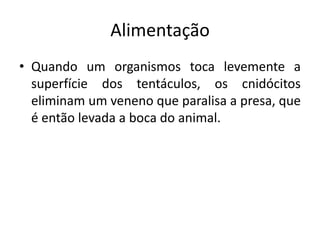 Alimentação
• Quando um organismos toca levemente a
  superfície dos tentáculos, os cnidócitos
  eliminam um veneno que paralisa a presa, que
  é então levada a boca do animal.
 