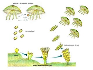 MEDUSAS – REPRODUÇÃO SEXUADA




                 LARVA PLÂNULA




                                                               MEDUSAS JOVENS – ÉFIRAS




 PÓLIPO




                               PÓLIPO – REPRODUÇÃO ASSEXUADA
 