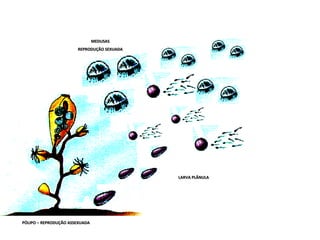 MEDUSAS
                       REPRODUÇÃO SEXUADA




                                            LARVA PLÂNULA




PÓLIPO – REPRODUÇÃO ASSEXUADA
 