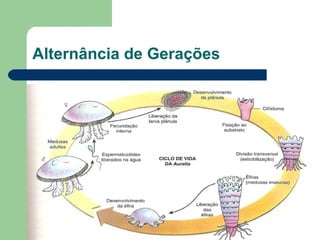 Alternância de Gerações 