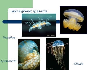 Classe Scyphozoa: águas-vivas Lychnorhiza Olindia Nausithoe 