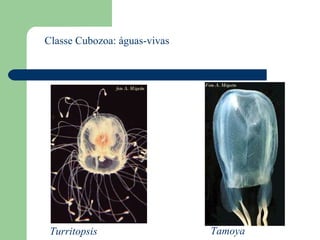 Classe Cubozoa: águas-vivas Turritopsis Tamoya 