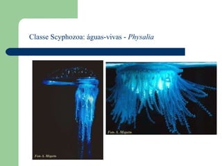 Classe Scyphozoa: águas-vivas -  Physalia 