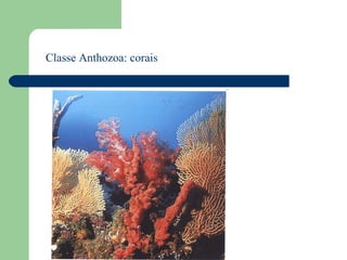 Classe Anthozoa: corais 