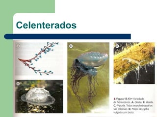 Celenterados 