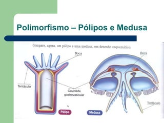 Polimorfismo – Pólipos e Medusa 