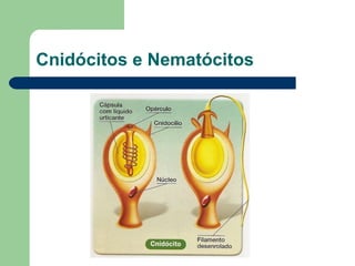 Cnidócitos e Nematócitos 