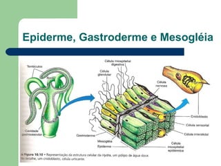 Epiderme, Gastroderme e Mesogléia 