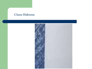 Classe Hidrozoa 