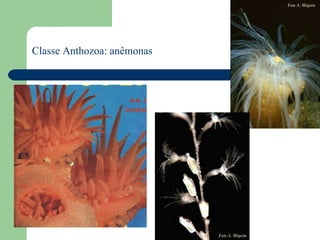 Classe Anthozoa: anêmonas 