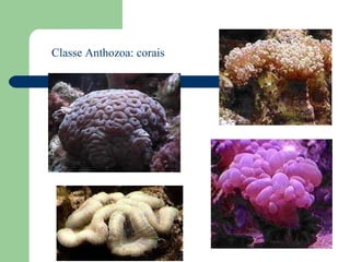 Classe Anthozoa: corais 