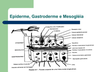 Epiderme, Gastroderme e Mesogléia 